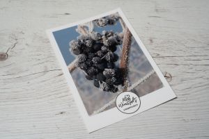 Postkarte Nr.16 Weintrauben im Winter