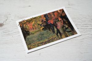 Remshalden meine Heimat Postkarte Reh im Weinberg