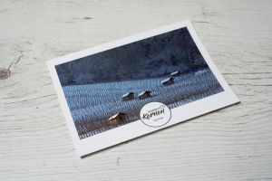 Daheim in Kernen Postkarte Weinberg im Winter